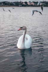 Obraz premium White Swan 