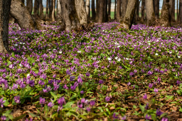 森の中のカタクリの花の群生