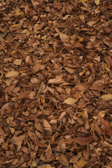 dry leaves background 