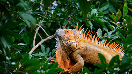 Naklejka premium Iguana in Tree