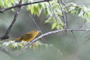 robin on a branch