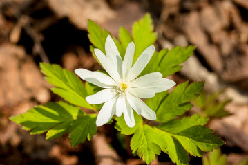 春の白い花キクザキイチゲ
