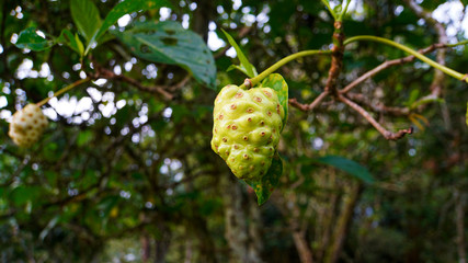 Plant in Costa Rica