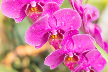 Close up of pink Orchid at my home, Scientific name "Phalaenopsis" orchid, Thailand.
