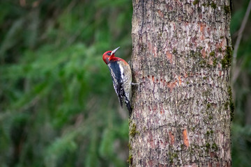 Woodpecker