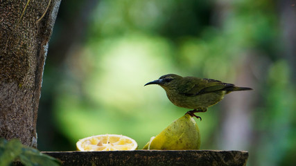 Bright Birds Costa Rica