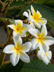 white frangipani flowers with water drops