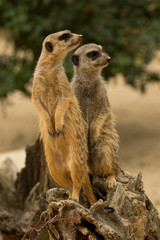 Meerkat (Suricata suricatta).