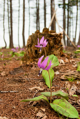 森の中のカタクリの花のクローズアップ