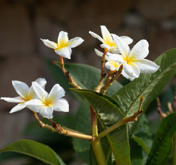 yellow frangipani flower
