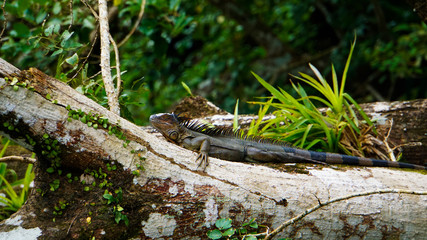 Iguana in Tree