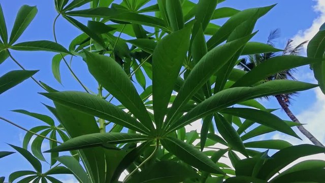 Natural Motion View Fresh Green Cassava Or Manihot Esculenta Plant Leaves In The Wind And Tropical Cloudy Blue Sky, North Bali, Indonesia