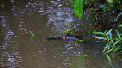 Caiman in River