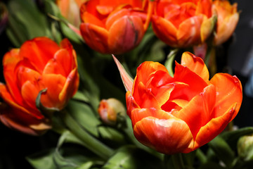 Bright red and yellow tulips, vibrant colours.