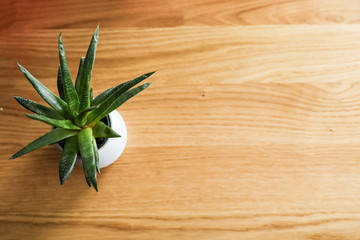 Cute green decorative plant on a wooden background