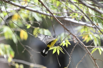 bird flying on a branch