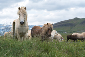 White Beautiful Icelandic Horse © AristilisPhotography