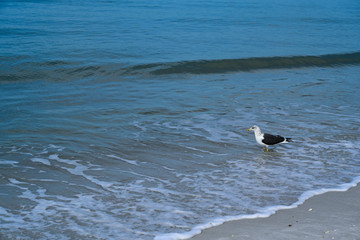 seagull on the beach