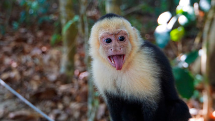 White-Faced Capuchin