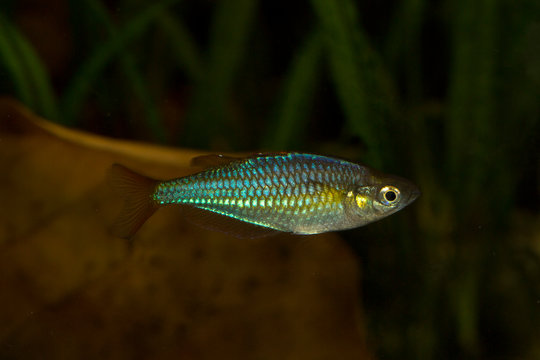 Dwarf rainbowfish (Melanotaenia praecox).