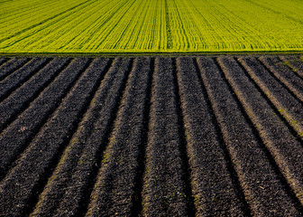 Planted versus plowed agricultural field side-by-side, background or backdrop