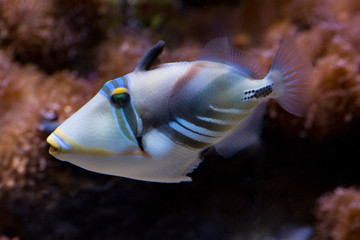 Fototapeta na wymiar Lagoon triggerfish (Rhinecanthus aculeatus).