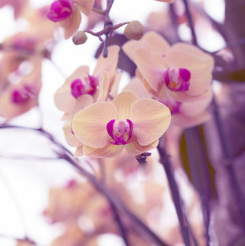 pink orchid isolated on blur background.