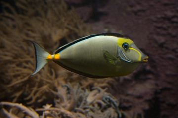 Naso Tang fish.(Naso lituratus).