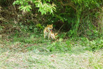 日陰で休むわんこ
