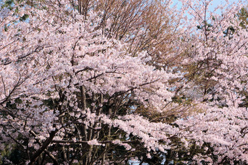 A shot of Japanese cherry blossoms in bloom on a spring day.