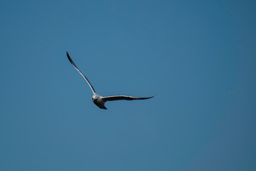 Herring Gull in Flight
