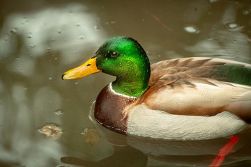duck on the water