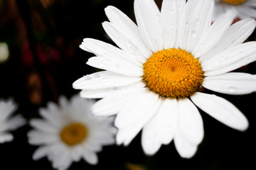 Daisy Closeup
