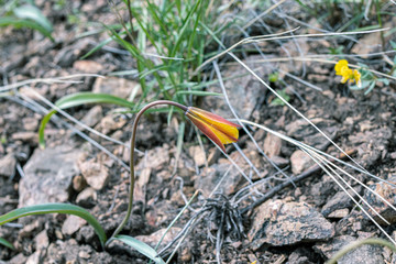Spring flower bright orange on a background of stones and green grass