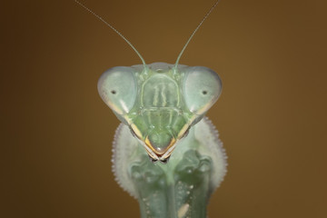 fantastico mondo  © francesconobil