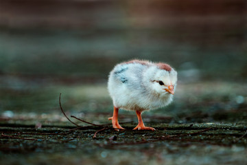 little bird on the ground