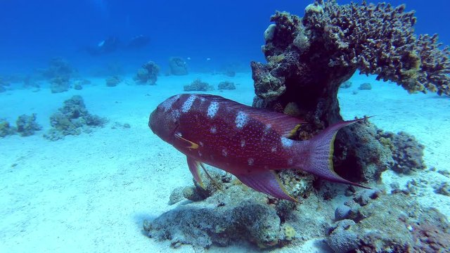Coral Grouper Cephalopholis miniata. Red sea