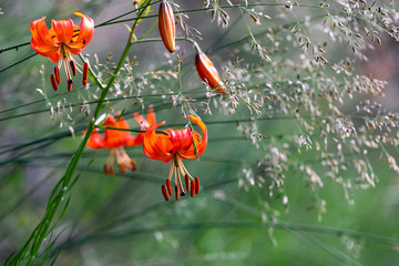 Dwarf Lily on the shore of lake Baikal, Lilium pumilum Delile