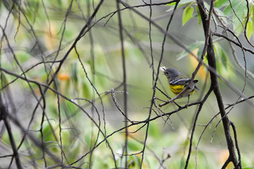 small bird on a branch