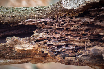 Rot pattern on tree stump