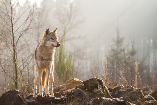 Wolf Standing On Rocks In Forest