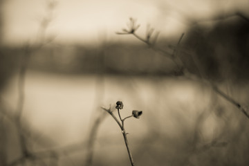 Dried berries on plant in winter