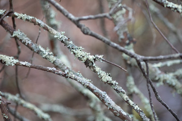 Lichen on small tree branches