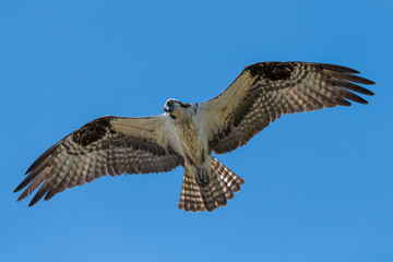 Osprey with Wings Spread Wide