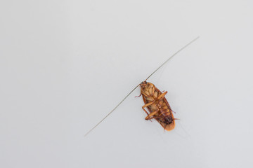 Cockroaches lie on their backs, flared white.