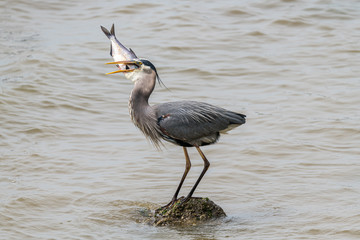 Great Blue Heron Eating Breakfast © Greg Meland