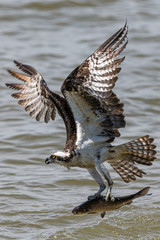 Osprey Flying Away with Breakfast