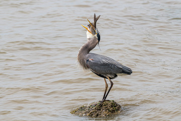 Great Blue Heron Swallowing Breakfast