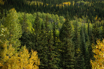 Autumn aspen and pine