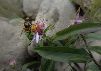 bee on purple aster
